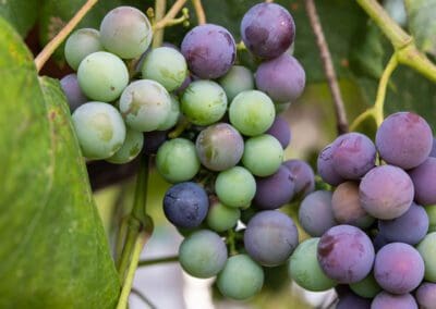 Ripening grapes on vine